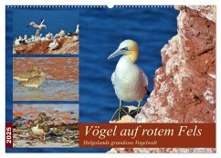 Vögel auf rotem Fels - Helgolands grandiose Vogelwelt (Wandkalender 2025 DIN A2 quer), CALVENDO Monatskalender