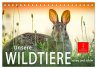 Unsere Wildtiere - scheu und schön... - Bild 1