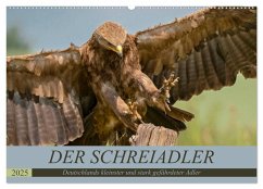 Der Schreiadler (Clanga pomarina) - Deutschands kleinster und stark gefährdeter Adler. (Wandkalender 2025 DIN A2 quer), CALVENDO Monatskalender