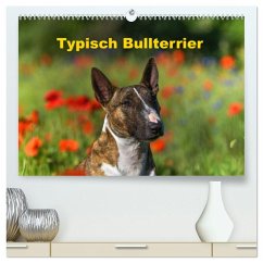 Typisch Bullterrier (hochwertiger Premium Wandkalender 2025 DIN A2 quer), Kunstdruck in Hochglanz - Calvendo;Janetzek, Yvonne