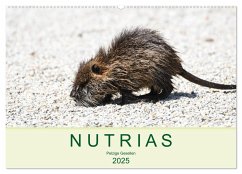 NUTRIAS - Pelzige Gesellen (Wandkalender 2025 DIN A2 quer), CALVENDO Monatskalender