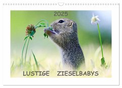 Lustige Zieselbabys (Wandkalender 2025 DIN A3 quer), CALVENDO Monatskalender