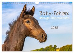 Baby-Fohlen: sonnige Impressionen (Wandkalender 2025 DIN A4 quer), CALVENDO Monatskalender