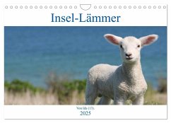 Insel-Lämmer (Wandkalender 2025 DIN A4 quer), CALVENDO Monatskalender - Calvendo;Kaminski, Ida