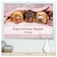 English Cocker Spaniel Welpen (hochwertiger Premium Wandkalender 2025 DIN A2 quer), Kunstdruck in Hochglanz