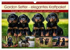 Gordon Setter - elegantes Kraftpaket (Wandkalender 2025 DIN A3 quer), CALVENDO Monatskalender
