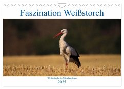 Faszination Weißstorch (Wandkalender 2025 DIN A4 quer), CALVENDO Monatskalender