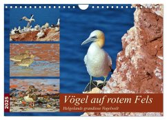 Vögel auf rotem Fels - Helgolands grandiose Vogelwelt (Wandkalender 2025 DIN A4 quer), CALVENDO Monatskalender