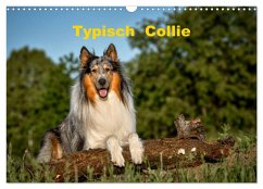 Typisch Collie (Wandkalender 2025 DIN A3 quer), CALVENDO Monatskalender - Calvendo;Janetzek, Yvonne
