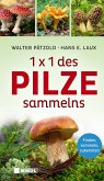 1 x 1 des Pilzesammelns