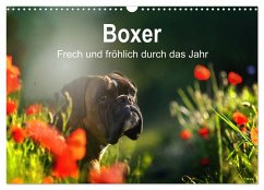 Boxer Frech und fröhlich durch das Jahr (Wandkalender 2025 DIN A3 quer), CALVENDO Monatskalender - Calvendo;Janetzek, Yvonne