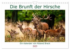 Die Brunft der Hirsche (Wandkalender 2025 DIN A4 quer), CALVENDO Monatskalender - Calvendo;Brack, Roland