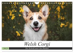 Welsh Corgi - Der Kobold unter den Hunden (Wandkalender 2025 DIN A4 quer), CALVENDO Monatskalender