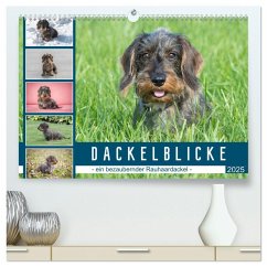 Dackelblicke - ein bezaubernder Rauhaardackel (hochwertiger Premium Wandkalender 2025 DIN A2 quer), Kunstdruck in Hochglanz