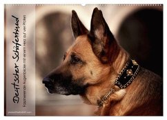 Deutscher Schäferhund ¿ Faszinierende Augenblicke mit einem Herz auf vier Pfoten (Wandkalender 2025 DIN A2 quer), CALVENDO Monatskalender