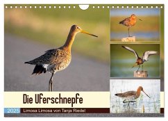 Die Uferschnepfe Limosa limosa (Wandkalender 2025 DIN A4 quer), CALVENDO Monatskalender - Calvendo;Riedel, Tanja