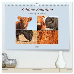 Schöne Schotten - Galloway im Porträt (hochwertiger Premium Wandkalender 2025 DIN A2 quer), Kunstdruck in Hochglanz