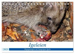 Igeleien - Begegnungen mit hungrigen Igeln (Tischkalender 2025 DIN A5 quer), CALVENDO Monatskalender