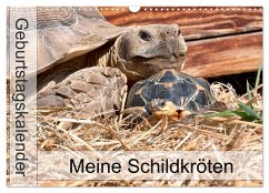 Meine Schildkröten - Geburtstagskalender (Wandkalender 2025 DIN A3 quer), CALVENDO Monatskalender