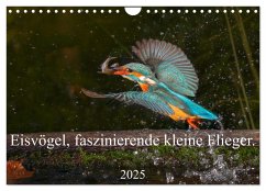 Eisvögel, faszinierende kleine Flieger. (Wandkalender 2025 DIN A4 quer), CALVENDO Monatskalender