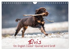 Elvis ein Engl. Cocker Spaniel wird Groß (Wandkalender 2025 DIN A4 quer), CALVENDO Monatskalender