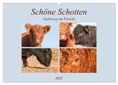 Schöne Schotten - Galloway im Porträt (Wandkalender 2025 DIN A2 quer), CALVENDO Monatskalender