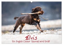 Elvis ein Engl. Cocker Spaniel wird Groß (Wandkalender 2025 DIN A2 quer), CALVENDO Monatskalender