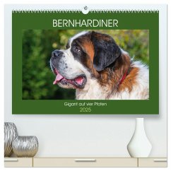 Bernhardiner - Gigant auf vier Pfoten (hochwertiger Premium Wandkalender 2025 DIN A2 quer), Kunstdruck in Hochglanz