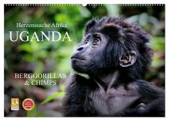 UGANDA - Berggorillas & Chimps (Wandkalender 2025 DIN A2 quer), CALVENDO Monatskalender