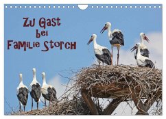 Zu Gast bei Familie Storch (Wandkalender 2025 DIN A4 quer), CALVENDO Monatskalender - Calvendo;Gugigei