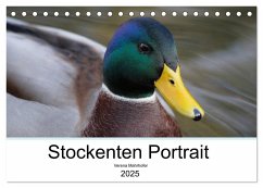 Stockenten Portrait (Tischkalender 2025 DIN A5 quer), CALVENDO Monatskalender