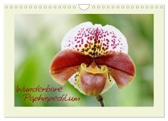 Wunderbare Paphiopedilum (Wandkalender 2025 DIN A4 quer), CALVENDO Monatskalender - Calvendo;Stenner, Clemens