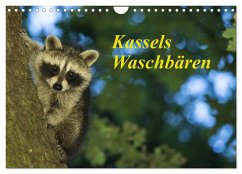 Kassels Waschbären (Wandkalender 2025 DIN A4 quer), CALVENDO Monatskalender