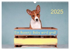 Ein Basenji Baby wird groß (Wandkalender 2025 DIN A3 quer), CALVENDO Monatskalender