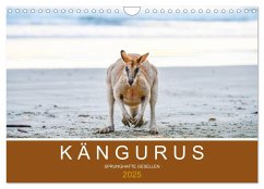 Kängurus, sprunghafte Gesellen (Wandkalender 2025 DIN A4 quer), CALVENDO Monatskalender
