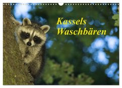 Kassels Waschbären (Wandkalender 2025 DIN A3 quer), CALVENDO Monatskalender
