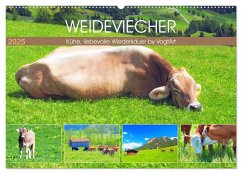 Weideviecher, Kühe liebevolle Wiederkäuer (Wandkalender 2025 DIN A2 quer), CALVENDO Monatskalender