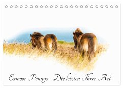 Exmoor Ponnys - Die letzten Ihrer Art (Tischkalender 2025 DIN A5 quer), CALVENDO Monatskalender