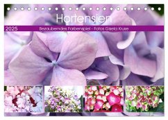 Hortensien Bezauberndes Farbenspiel (Tischkalender 2025 DIN A5 quer), CALVENDO Monatskalender