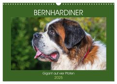 Bernhardiner - Gigant auf vier Pfoten (Wandkalender 2025 DIN A3 quer), CALVENDO Monatskalender