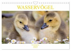 Wasservögel - Kanadagänse (Wandkalender 2025 DIN A4 quer), CALVENDO Monatskalender