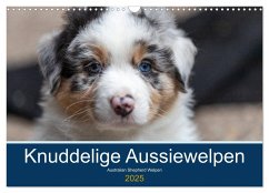 Australian Shepherd Welpen 2025 (Wandkalender 2025 DIN A3 quer), CALVENDO Monatskalender