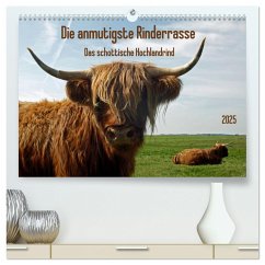 Die anmutigste Rinderrasse - Das schottische Hochlandrind (hochwertiger Premium Wandkalender 2025 DIN A2 quer), Kunstdruck in Hochglanz