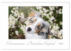 Herzensaussies - Australian Shepherd (Wandkalender 2025 DIN A3 quer), CALVENDO Monatskalender