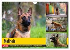 Malinois - belgischer Schäferhund (Wandkalender 2025 DIN A4 quer), CALVENDO Monatskalender