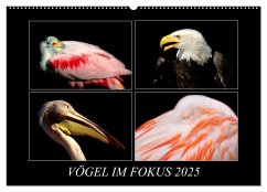 Vögel im Fokus 2025 (Wandkalender 2025 DIN A2 quer), CALVENDO Monatskalender