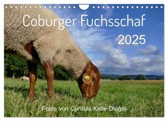 Coburger Fuchsschaf (Wandkalender 2025 DIN A4 quer), CALVENDO Monatskalender