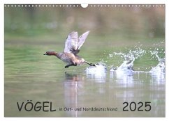 Vögel in Ost- und Norddeutschland 2025 (Wandkalender 2025 DIN A3 quer), CALVENDO Monatskalender