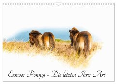 Exmoor Ponnys - Die letzten Ihrer Art (Wandkalender 2025 DIN A3 quer), CALVENDO Monatskalender - Calvendo;Antoniewski, Torsten