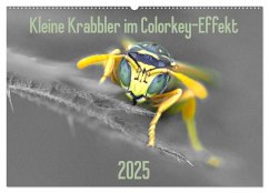 Kleine Krabbler im Colorkey-Effekt (Wandkalender 2025 DIN A2 quer), CALVENDO Monatskalender